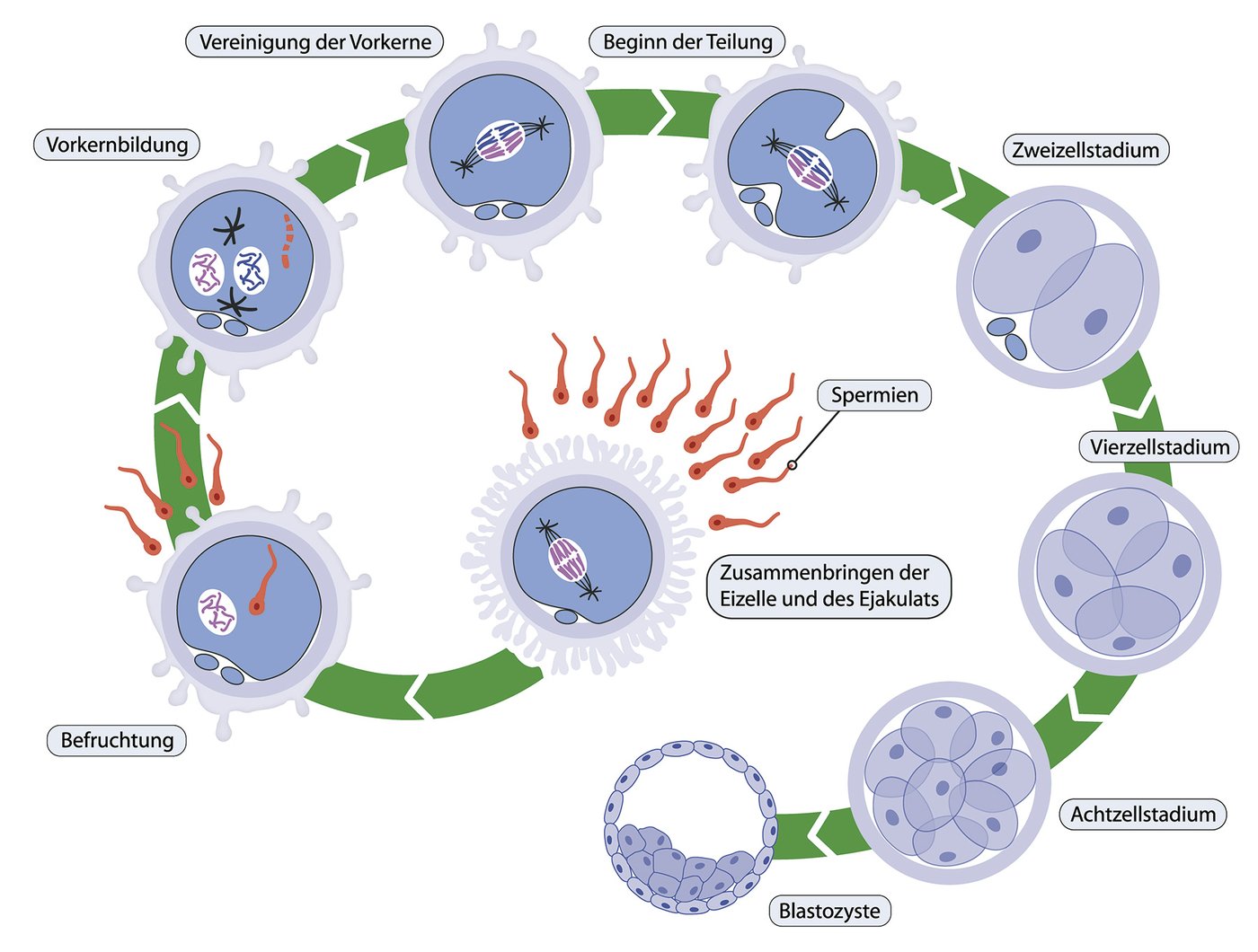Übersicht über die Entwicklungsstadien